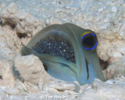 jawfish with eggs/ baby jawfish in its mouth! by Joe Hoyle 